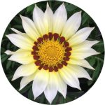 بذر گل گازانیا پاکوتاه رنگ سفید شرکت پن آمریکن واریته Gazania New Day White