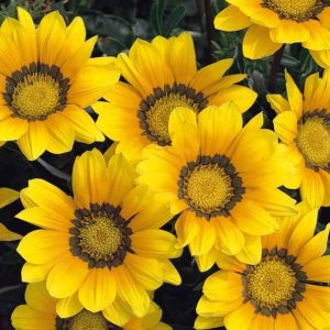 بذر گل گازانیا پاکوتاه رنگ زرد شرکت پن آمریکن واریته Gazania New Day Yellow