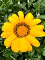 بذر گل گازانیا پاکوتاه رنگ زرد شرکت پن آمریکن واریته Gazania New Day Yellow