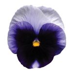 بذر گل بنفشه پنسی هیبرید معطر گل بزرگ واریته بکونزفیلد Pansy Matrix Beaconsfield seed