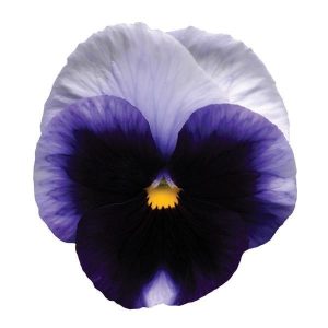 بذر گل بنفشه پنسی هیبرید معطر گل بزرگ واریته بکونزفیلد Pansy Matrix Beaconsfield seed