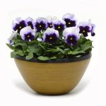 بذر گل بنفشه پنسی هیبرید معطر گل بزرگ واریته بکونزفیلد Pansy Matrix Beaconsfield seed