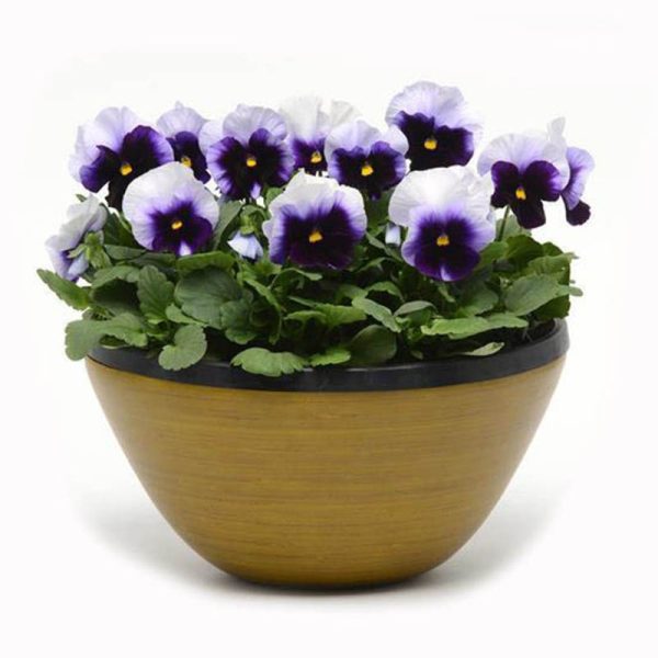 بذر گل بنفشه پنسی هیبرید معطر گل بزرگ واریته بکونزفیلد Pansy Matrix Beaconsfield seed