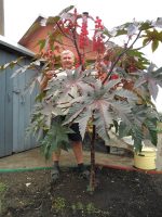 بذر گل زیبای کرچک زینتی  (Ricinus Communis)