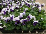 بذر گل بنفشه پنسی هیبرید معطر گل بزرگ واریته بکونزفیلد Pansy Matrix Beaconsfield seed