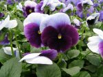 بذر گل بنفشه پنسی هیبرید معطر گل بزرگ واریته بکونزفیلد Pansy Matrix Beaconsfield seed