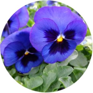بذر گل بنفشه پنسی هیبرید معطر گل بزرگ خالدار آبی Pansy Matrix Blue Blotch seed