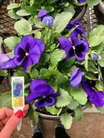 بذر گل بنفشه پنسی هیبرید معطر گل بزرگ خالدار آبی Pansy Matrix Blue Blotch seed