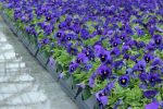 بذر گل بنفشه پنسی هیبرید معطر گل بزرگ خالدار آبی Pansy Matrix Blue Blotch seed