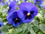 بذر گل بنفشه پنسی هیبرید معطر گل بزرگ خالدار آبی Pansy Matrix Blue Blotch seed