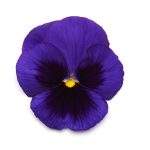 بذر گل بنفشه پنسی هیبرید معطر گل بزرگ خالدار آبی Pansy Matrix Blue Blotch seed
