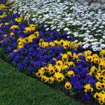 بذر گل بنفشه پنسی هیبرید معطر گل بزرگ خالدار آبی Pansy Matrix Blue Blotch seed