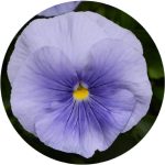 بذر گل بنفشه پنسی هیبرید معطر گل بزرگ آبی روشن Pansy Matrix Blue Light seed