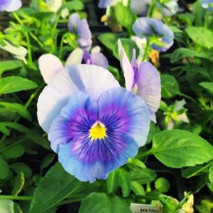 بذر گل بنفشه پنسی هیبرید معطر گل بزرگ آبی روشن Pansy Matrix Blue Light seed