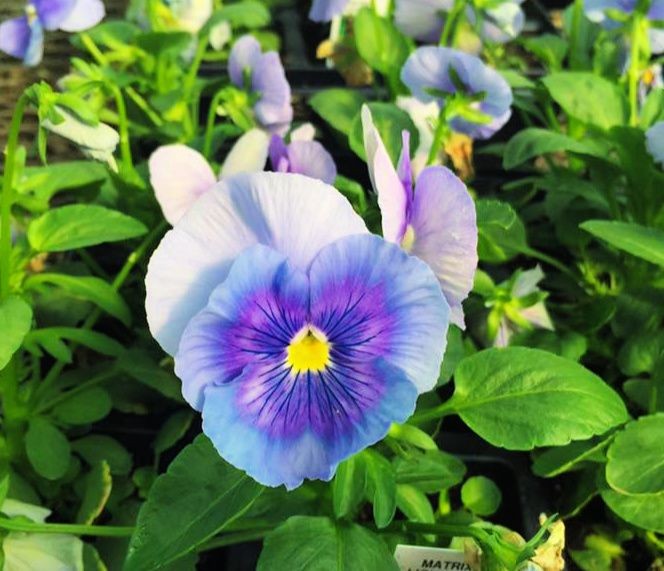 بذر گل بنفشه پنسی هیبرید معطر گل بزرگ آبی روشن Pansy Matrix Blue Light seed بذر گل بنفشه پنسی هیبرید معطر گل بزرگ آبی روشن Pansy Matrix Blue Light seed