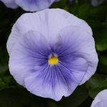 بذر گل بنفشه پنسی هیبرید معطر گل بزرگ آبی روشن Pansy Matrix Blue Light seed