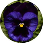 بذر گل بنفشه پنسی هیبرید معطر گل بزرگ آبی تیره خالدار Pansy Matrix Deep Blue Blotch seed