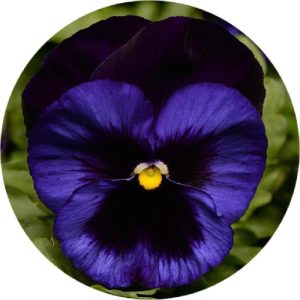 بذر گل بنفشه پنسی هیبرید معطر گل بزرگ آبی تیره خالدار Pansy Matrix Deep Blue Blotch seed