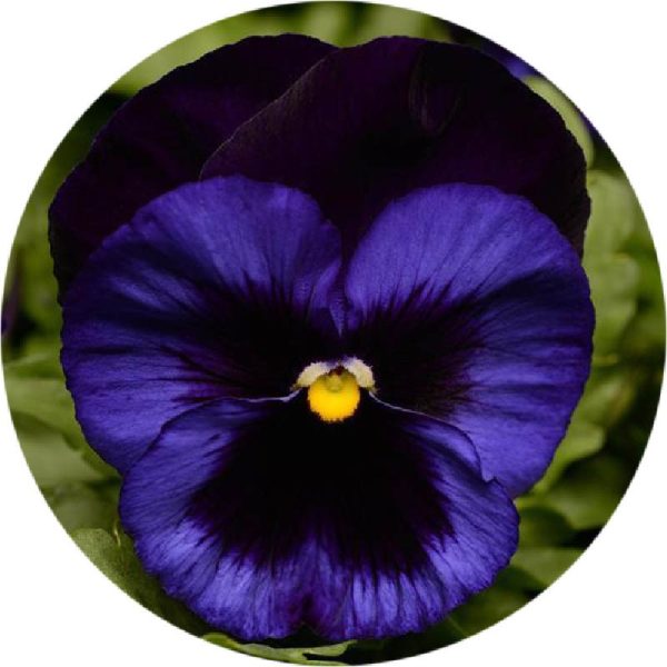 بذر گل بنفشه پنسی هیبرید معطر گل بزرگ آبی تیره خالدار Pansy Matrix Deep Blue Blotch seed