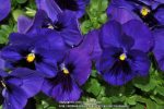 بذر گل بنفشه پنسی هیبرید معطر گل بزرگ آبی تیره خالدار Pansy Matrix Deep Blue Blotch seed