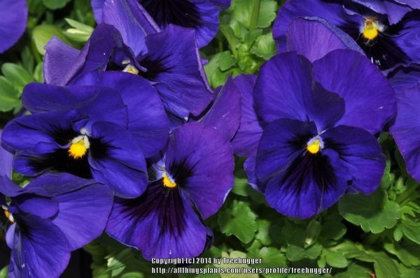 بذر گل بنفشه پنسی هیبرید معطر گل بزرگ آبی تیره خالدار Pansy Matrix Deep Blue Blotch seed