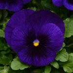 بذر گل بنفشه پنسی هیبرید معطر گل بزرگ آبی تیره خالدار Pansy Matrix Deep Blue Blotch seed