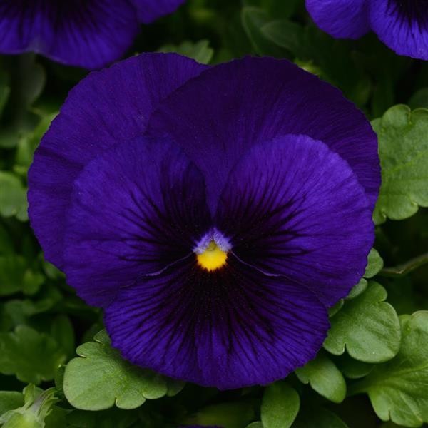 بذر گل بنفشه پنسی هیبرید معطر گل بزرگ آبی تیره خالدار Pansy Matrix Deep Blue Blotch seed