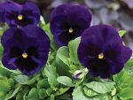 بذر گل بنفشه پنسی هیبرید معطر گل بزرگ آبی تیره خالدار Pansy Matrix Deep Blue Blotch seed