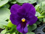 بذر گل بنفشه پنسی هیبرید معطر گل بزرگ آبی تیره خالدار Pansy Matrix Deep Blue Blotch seed