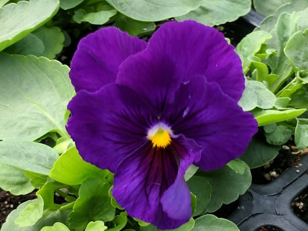بذر گل بنفشه پنسی هیبرید معطر گل بزرگ آبی تیره خالدار Pansy Matrix Deep Blue Blotch seed