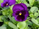 بذر گل بنفشه پنسی هیبرید معطر گل بزرگ آبی تیره خالدار Pansy Matrix Deep Blue Blotch seed