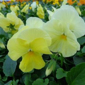 بذر گل بنفشه پنسی هیبرید معطر گل بزرگ رنگ لیمویی زرد Pansy Matrix Lemon seed