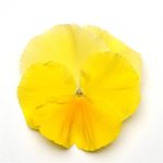 بذر گل بنفشه پنسی هیبرید معطر گل بزرگ رنگ لیمویی زرد Pansy Matrix Lemon seed