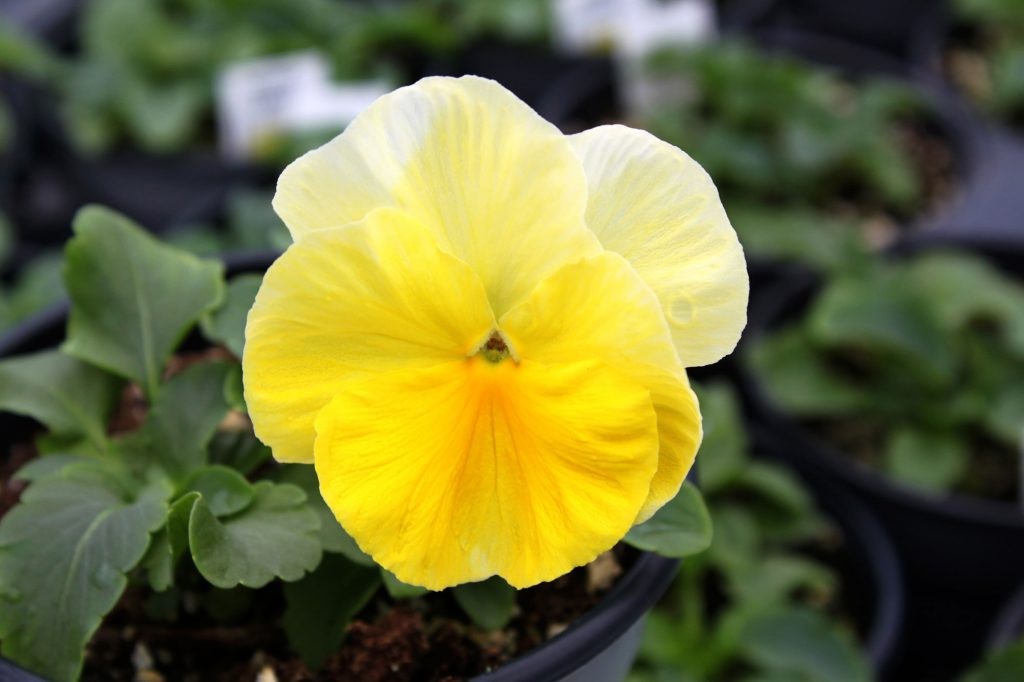 بذر گل بنفشه پنسی هیبرید معطر گل بزرگ رنگ لیمویی زرد Pansy Matrix Lemon seed بذر گل بنفشه پنسی هیبرید معطر گل بزرگ رنگ لیمویی زرد Pansy Matrix Lemon seed