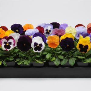 بذر گل بنفشه پنسی هیبرید معطر گل بزرگ الوان و میکس Pansy Matrix Mix