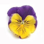 بذر گل بنفشه پنسی هیبرید معطر گل بزرگ مورفئوس Pansy Matrix Morpheus seed