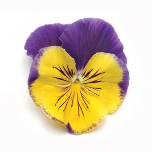 بذر گل بنفشه پنسی هیبرید معطر گل بزرگ مورفئوس Pansy Matrix Morpheus seed