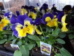 بذر گل بنفشه پنسی هیبرید معطر گل بزرگ مورفئوس Pansy Matrix Morpheus seed