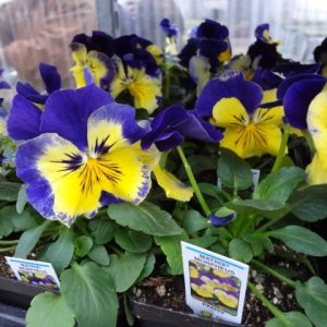 بذر گل بنفشه پنسی هیبرید معطر گل بزرگ مورفئوس Pansy Matrix Morpheus seed