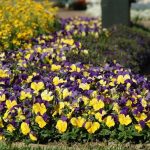 بذر گل بنفشه پنسی هیبرید معطر گل بزرگ مورفئوس Pansy Matrix Morpheus seed
