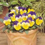 بذر گل بنفشه پنسی هیبرید معطر گل بزرگ مورفئوس Pansy Matrix Morpheus seed