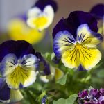 بذر گل بنفشه پنسی هیبرید معطر گل بزرگ مورفئوس Pansy Matrix Morpheus seed