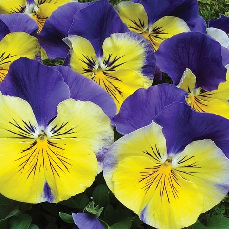 بذر گل بنفشه پنسی هیبرید معطر گل بزرگ مورفئوس Pansy Matrix Morpheus seed