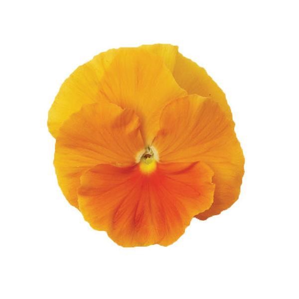 بذر گل بنفشه پنسی هیبرید معطر گل بزرگ رنگ نارنجی Pansy Matrix Orange seed
