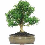 بذر شمشاد رسمی  ژاپنی (EUONYMUS JAPONICUS)