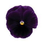 بذر گل بنفشه پنسی هیبرید معطر گل بزرگ رنگ بنفش ارغوانی Pansy Matrix Purple seed