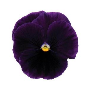 بذر گل بنفشه پنسی هیبرید معطر گل بزرگ رنگ بنفش ارغوانی Pansy Matrix Purple seed