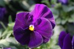 بذر گل بنفشه پنسی هیبرید معطر گل بزرگ رنگ بنفش ارغوانی Pansy Matrix Purple seed