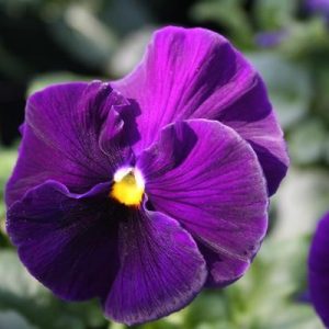 بذر گل بنفشه پنسی هیبرید معطر گل بزرگ رنگ بنفش ارغوانی Pansy Matrix Purple seed