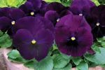 بذر گل بنفشه پنسی هیبرید معطر گل بزرگ رنگ بنفش ارغوانی Pansy Matrix Purple seed